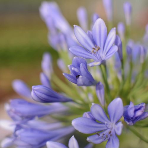 HERBACÉES À FLEURS